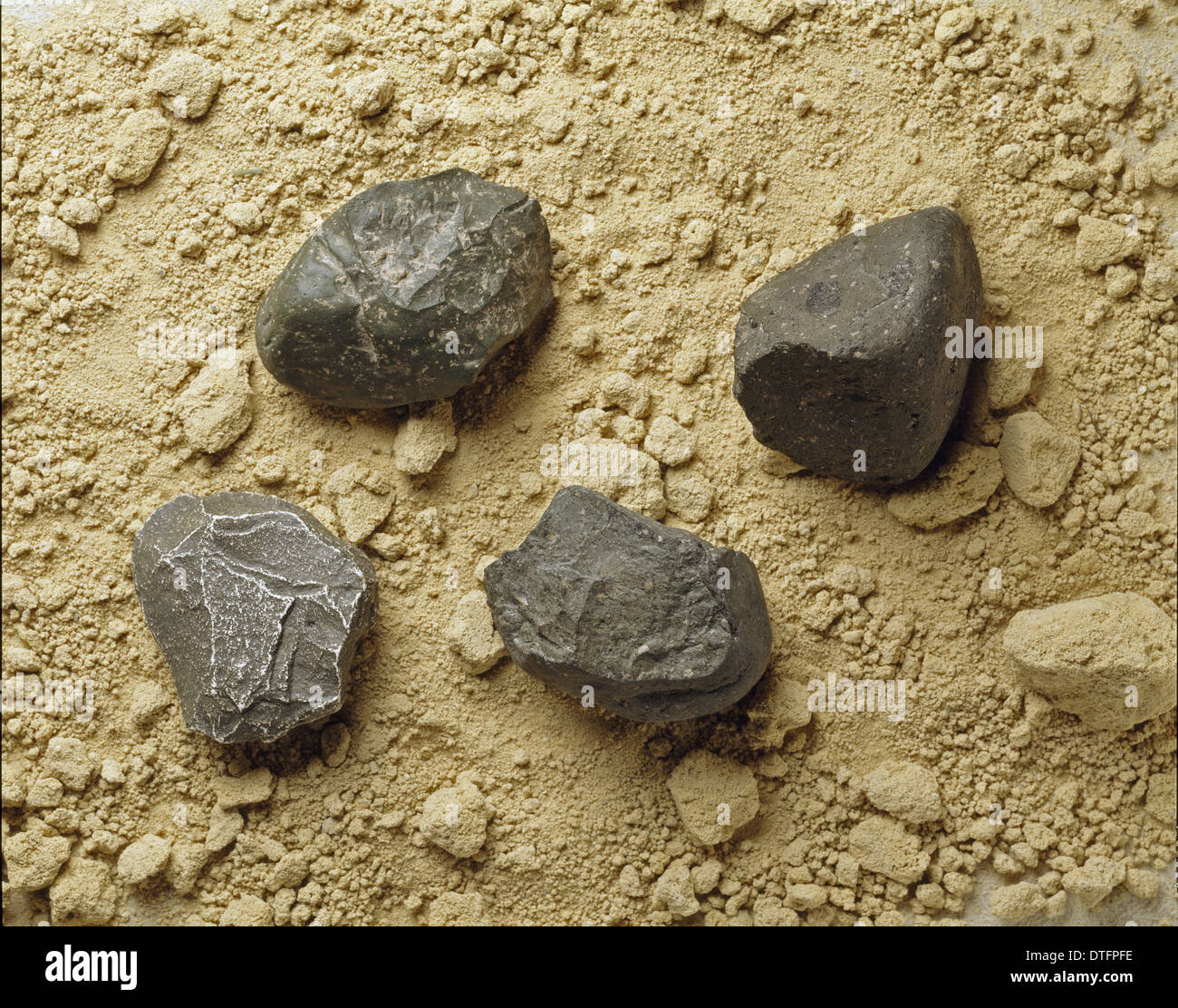 Homo habilis herramientas Fotografía de stock - Alamy