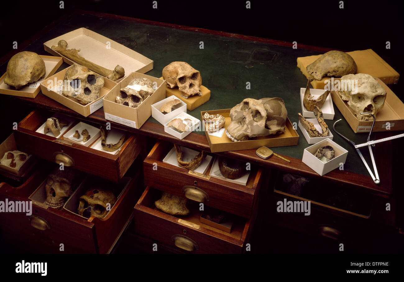 Colección de fósiles de los homínidos Foto de stock