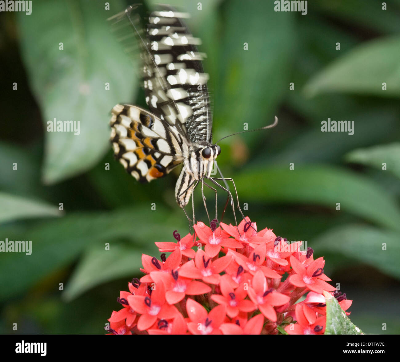 Papilio demoleus, Cal butterfly Foto de stock