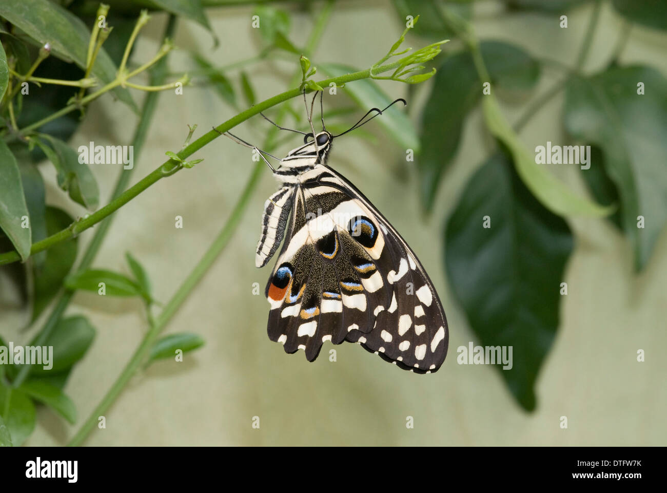 Papilio demoleus, Cal butterfly Foto de stock
