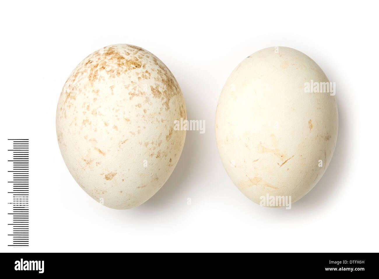 Gyps bengalensis, indios blancos huevos de buitre rumped Foto de stock