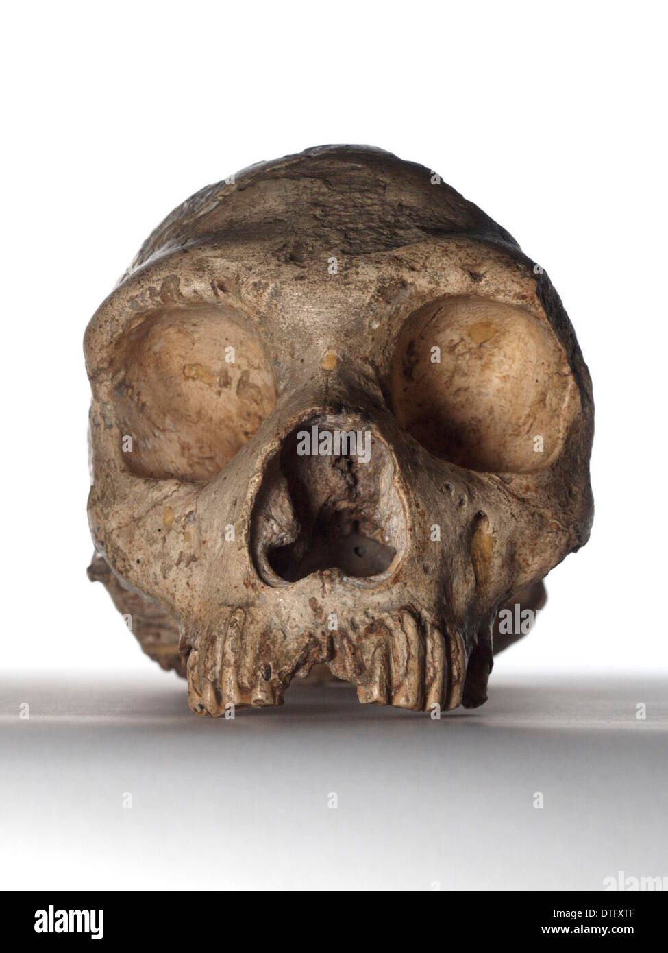 Cráneo Neandertal Foto de stock