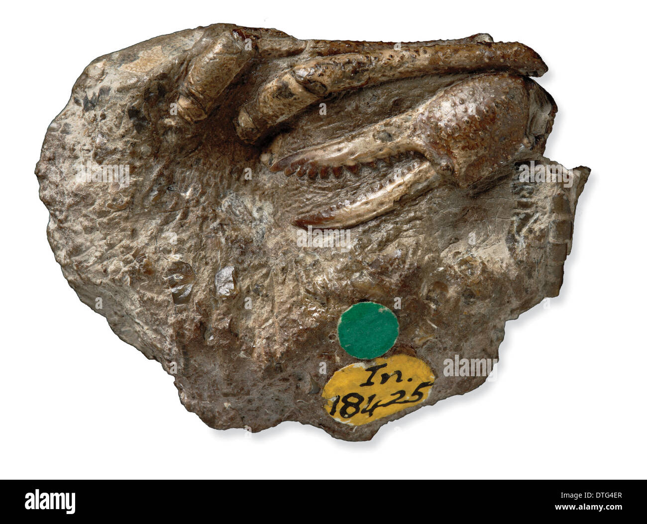 Eocarcinus, el más antiguo jamás encontrado fósil de cangrejo Foto de stock