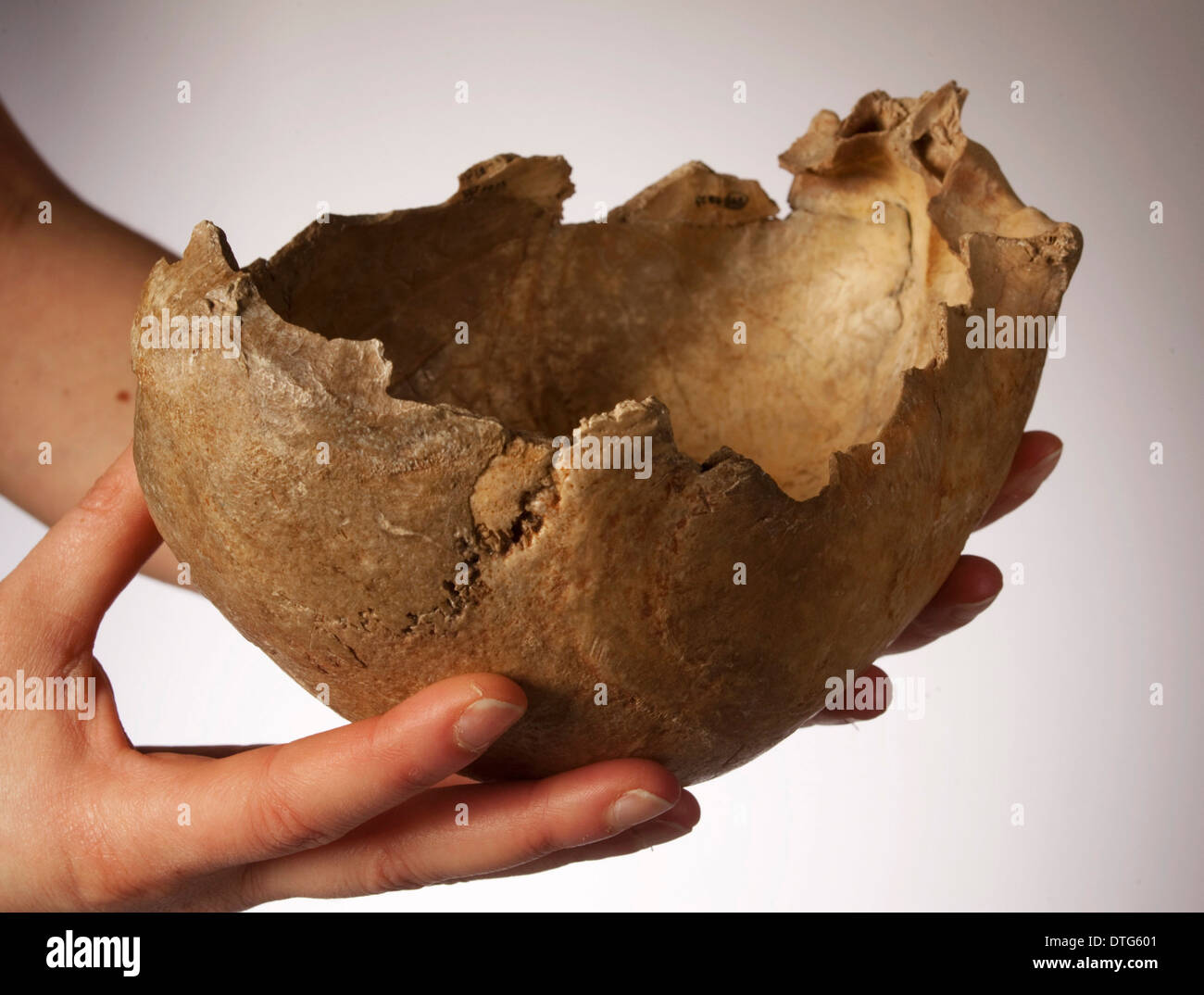 Copa de cráneo encontrado en Gough's Cave Foto de stock