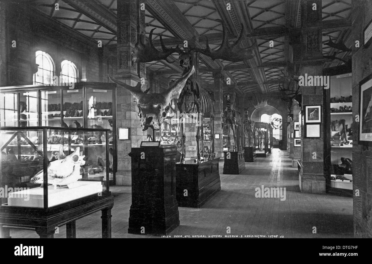Galería de Mamíferos fósiles. Julio de 1902 Foto de stock