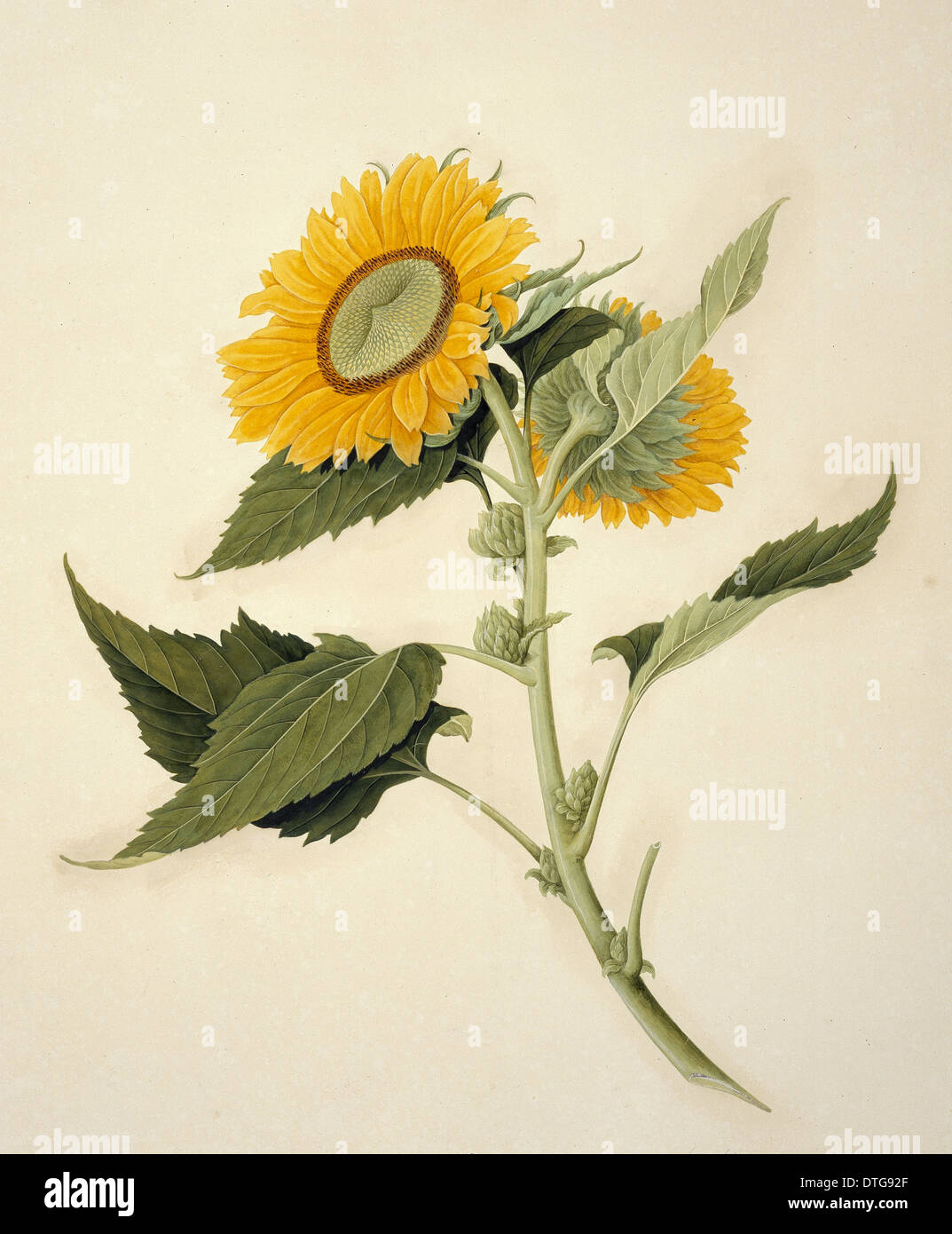 Sunflower illustration fotografías e imágenes de alta resolución - Alamy