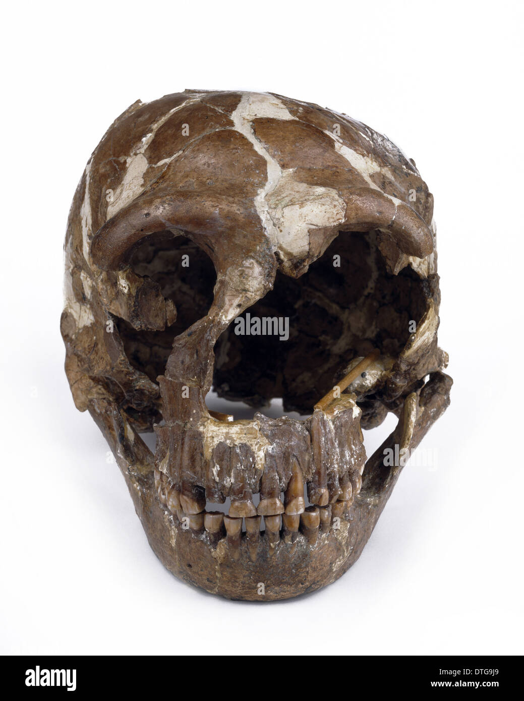 Homo neanderthalensis Tabun cráneo (1) Foto de stock