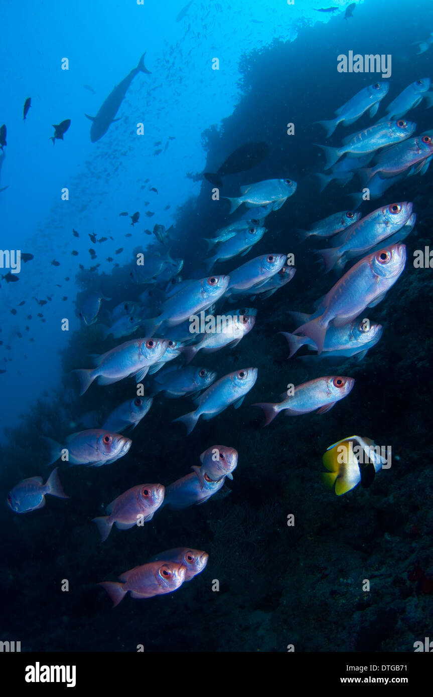 Escuela de cola de media luna,