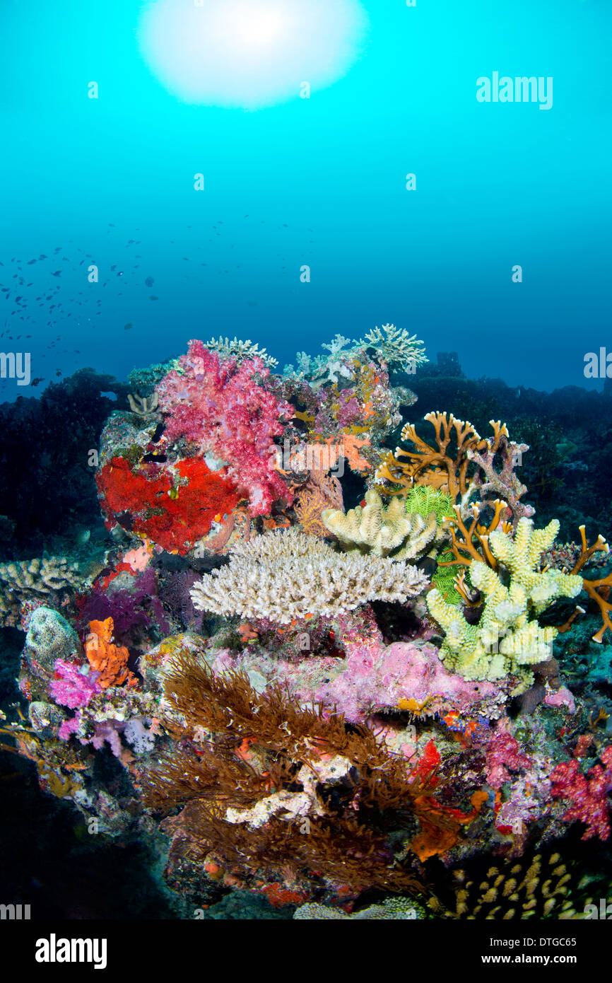 Un arrecife de coral tropical de varios colores contra un fondo de agua azul con peces flotando en el arrecife. Foto de stock