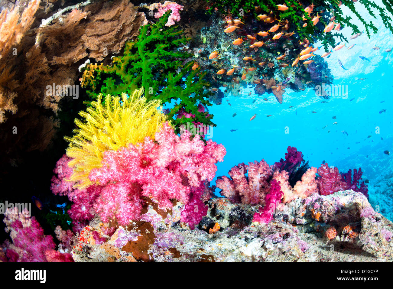 Un hermoso arrecife tropical exótica cubiertos con vibrantes corales duros y blandos y un amarillo crinoid en agua clara. Foto de stock