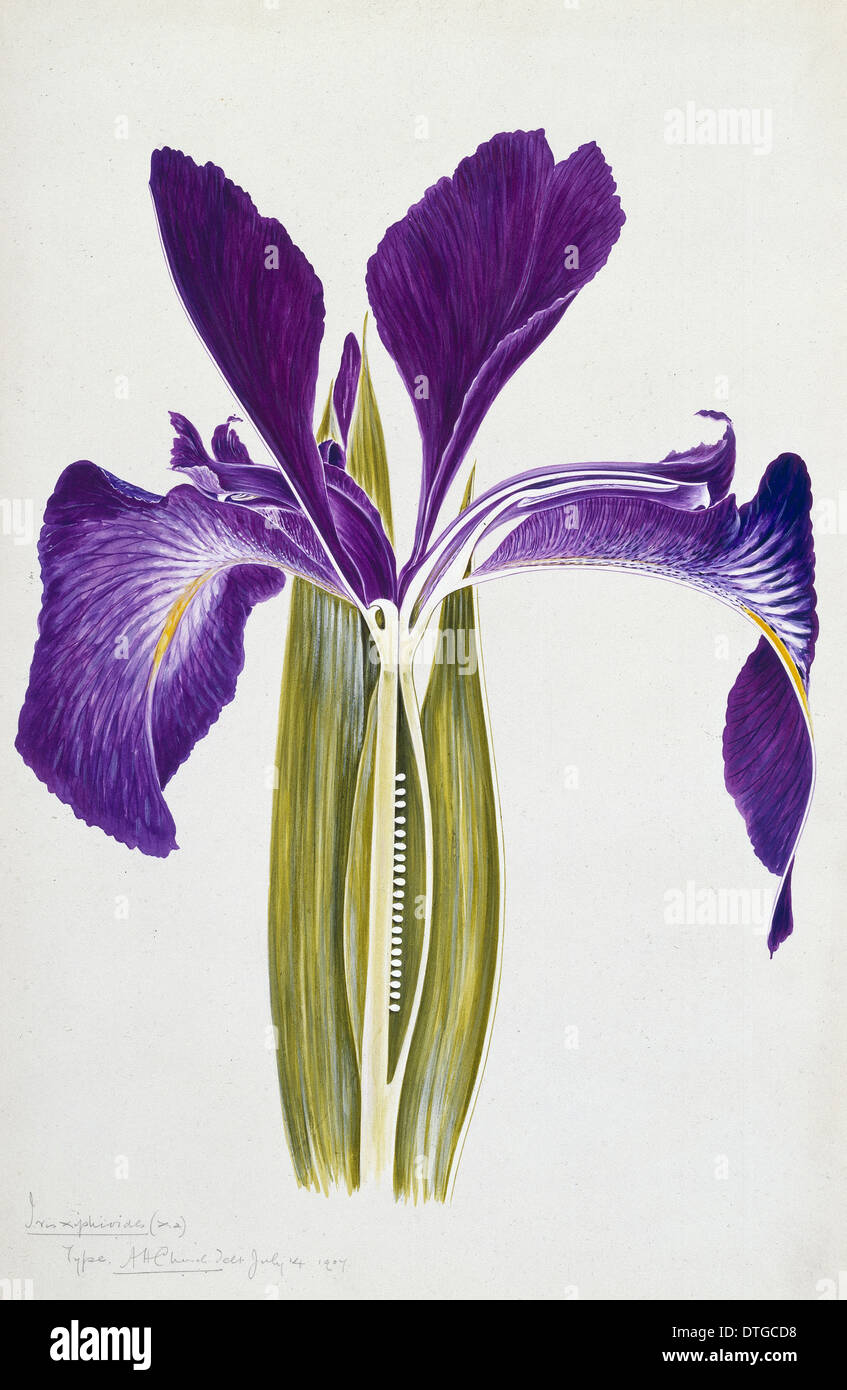 Iris Iris xiphioides, inglés Foto de stock