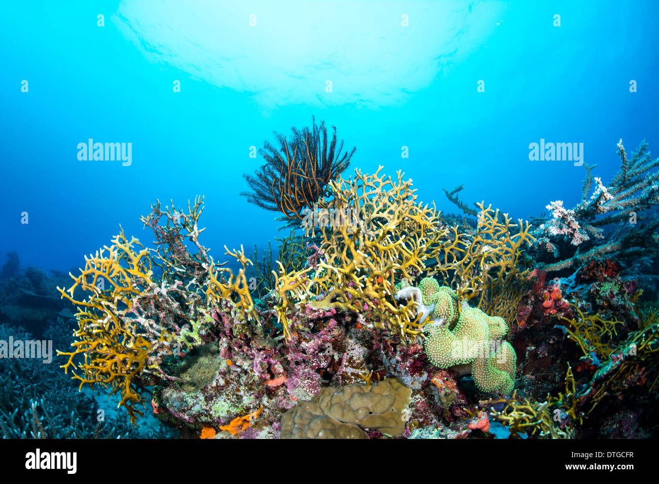 Incendio peligroso líneas Coral Reef en Fiji tropical mientras un crinoid se alimenta de plancton suspendidas en la columna de agua. Foto de stock