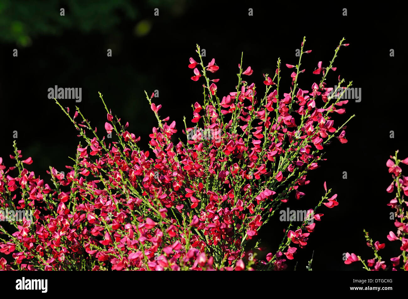 Escoba común o Scotch Broom (Cytiscus scoparius, Sarothmnus scoparius), rojo favorito Foto de stock
