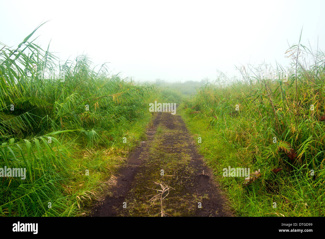 Un remoto campo, camino de tierra bordeado con follaje verde durante un día brumoso Foto de stock