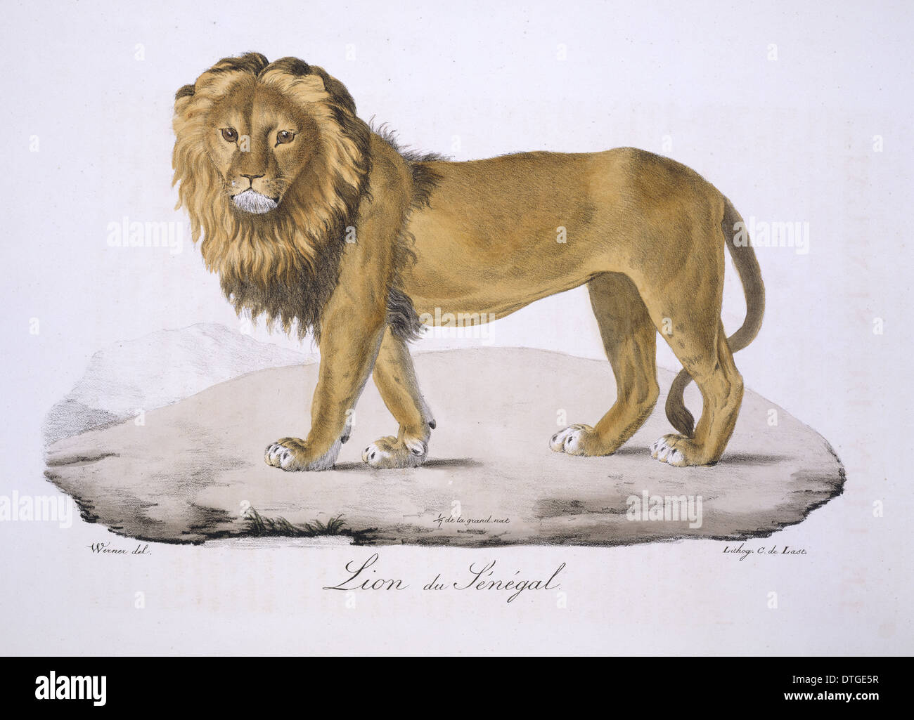 Panthera leo senegalensis, West African Lion Foto de stock