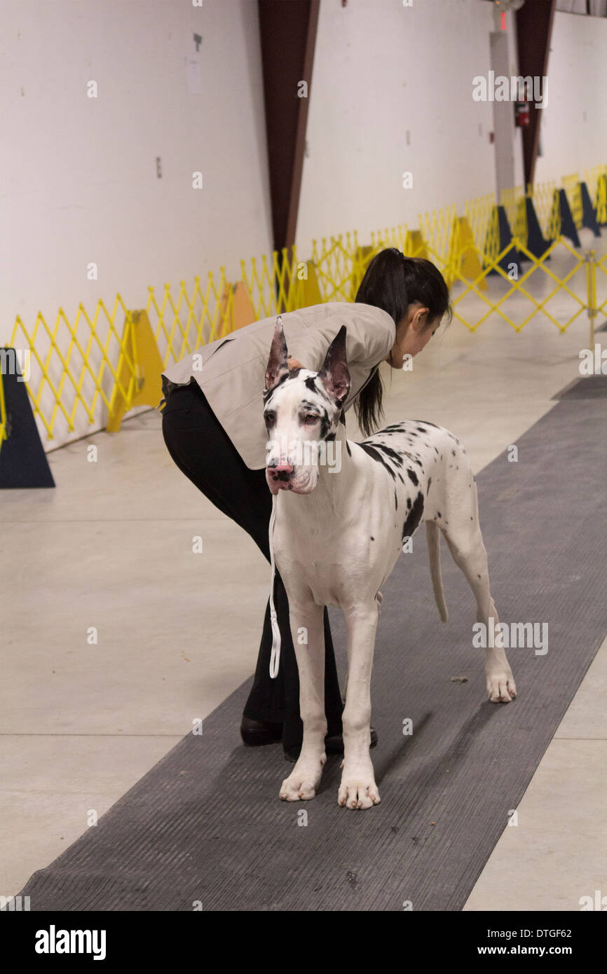 Great Dane Harlequin está establecido por el propietario en el ring a los criadores de Ontario Dog Show en Lindsay, Ontario Foto de stock
