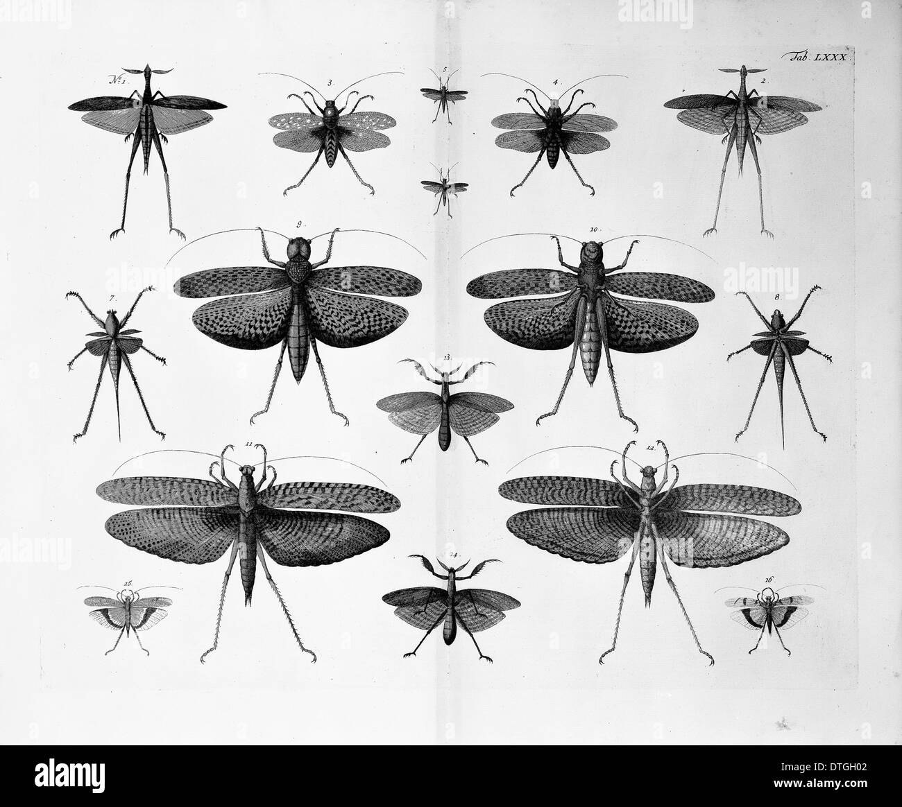 Ilustración de insectos Foto de stock