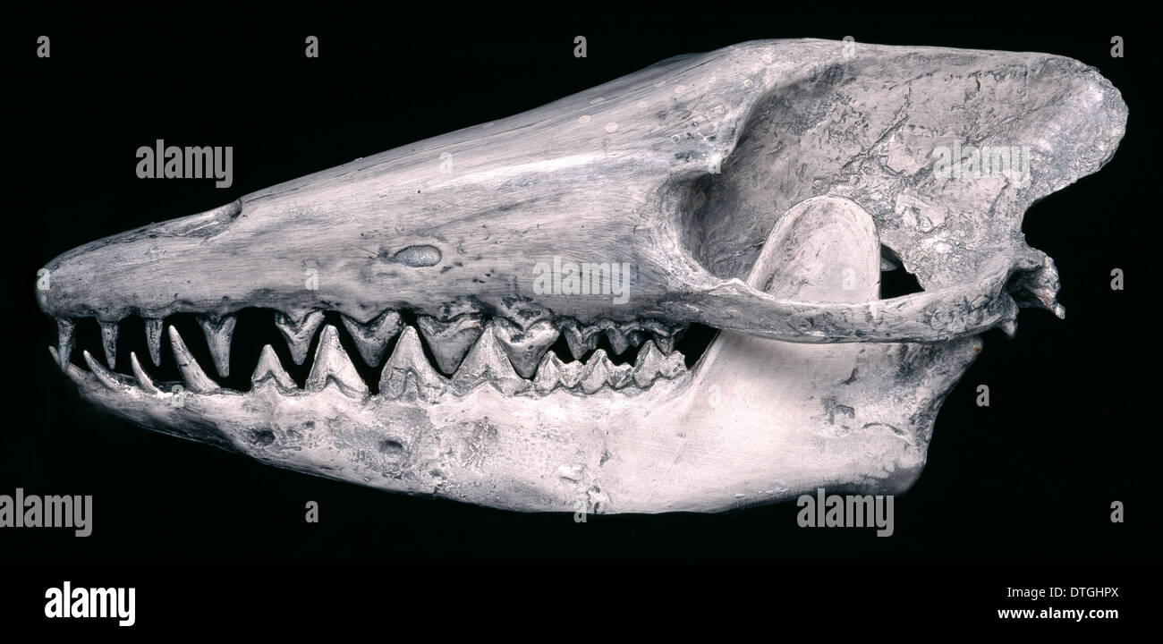 Cráneo de ballena temprano Pakicetus inachus Foto de stock