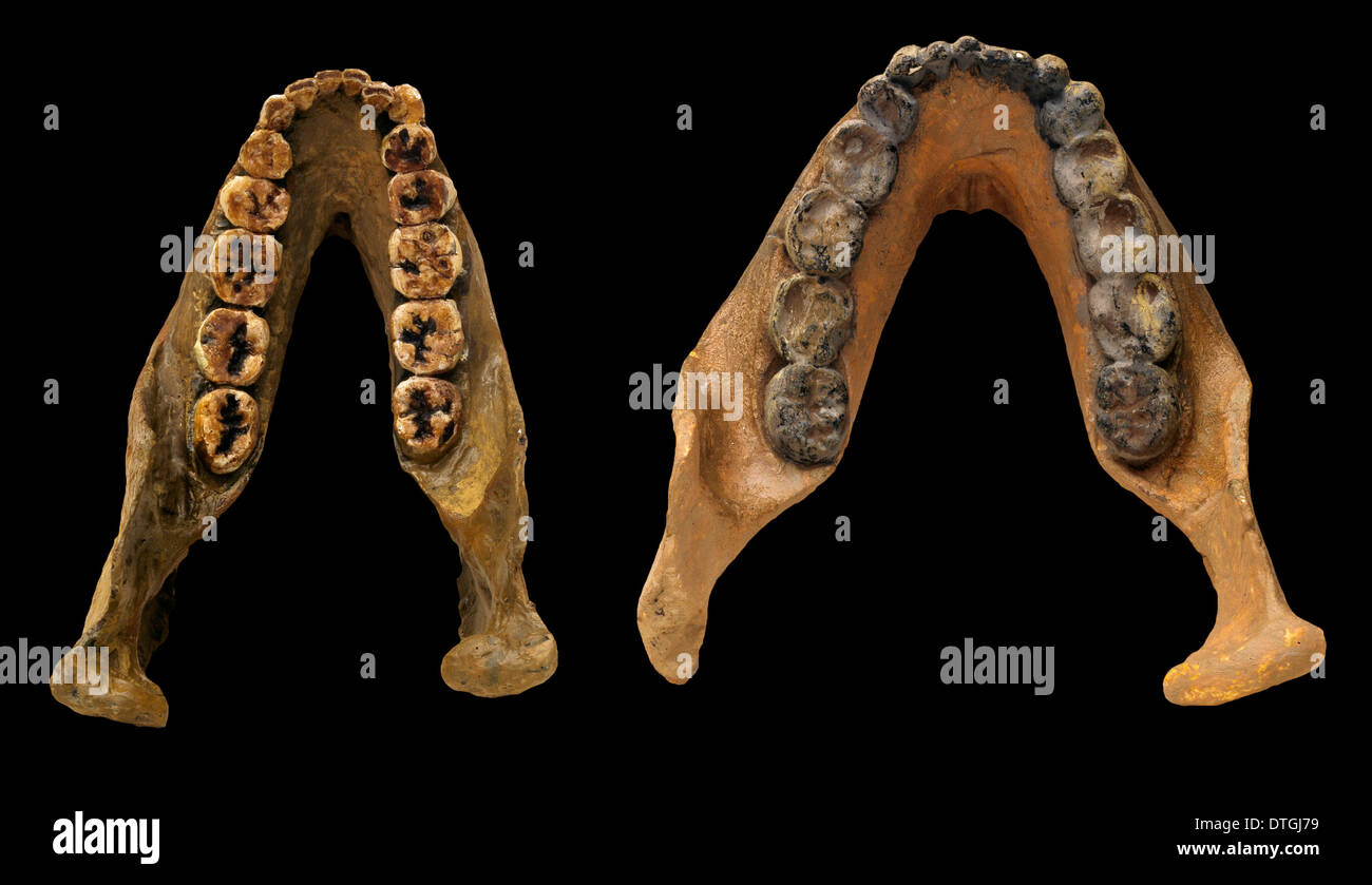 Mandíbula inferior vaciados de Paranthropus robustus Swartkrans (23) y el Paranthropus boisei Peninj (1) Foto de stock