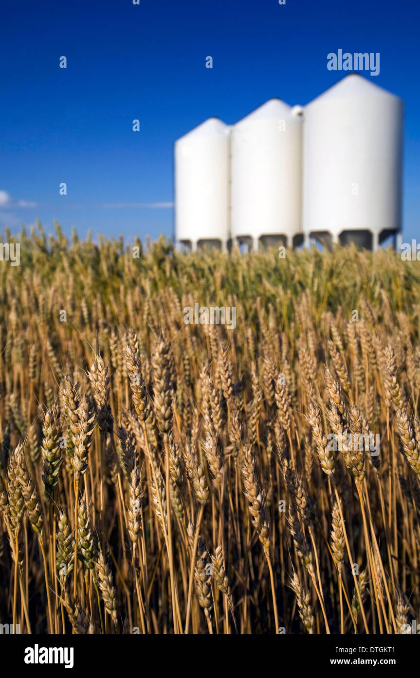 Campo de trigo y silos al noreste de Bassano, Alberta, Canadá. Foto de stock
