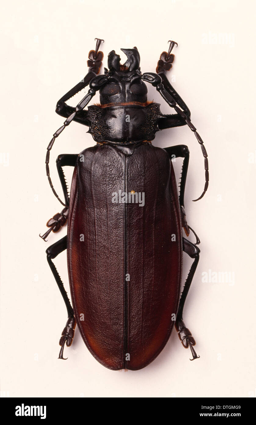 Escarabajo Titanus Giganteus Fotos e Imágenes de stock Alamy