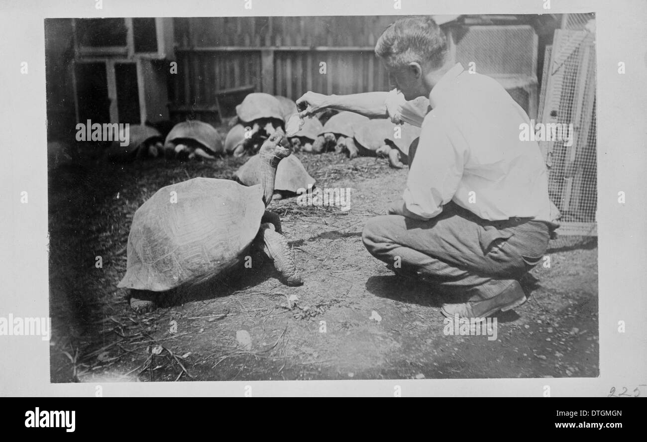 C.M. Harris tiende 29 vivir las tortugas de Galápagos, 1898 Foto de stock