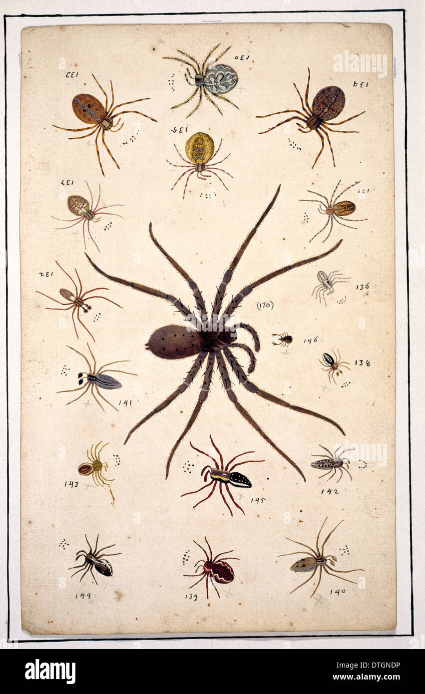 English arañas por Eleazar Albin Foto de stock