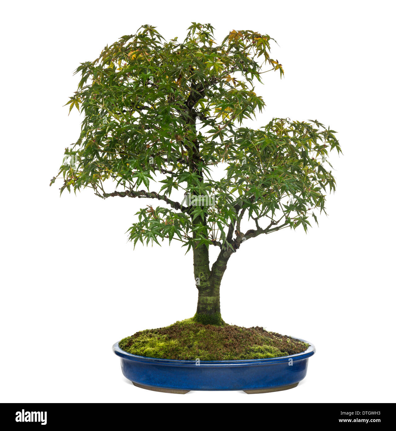 Acer bonsai, contra el fondo blanco. Foto de stock