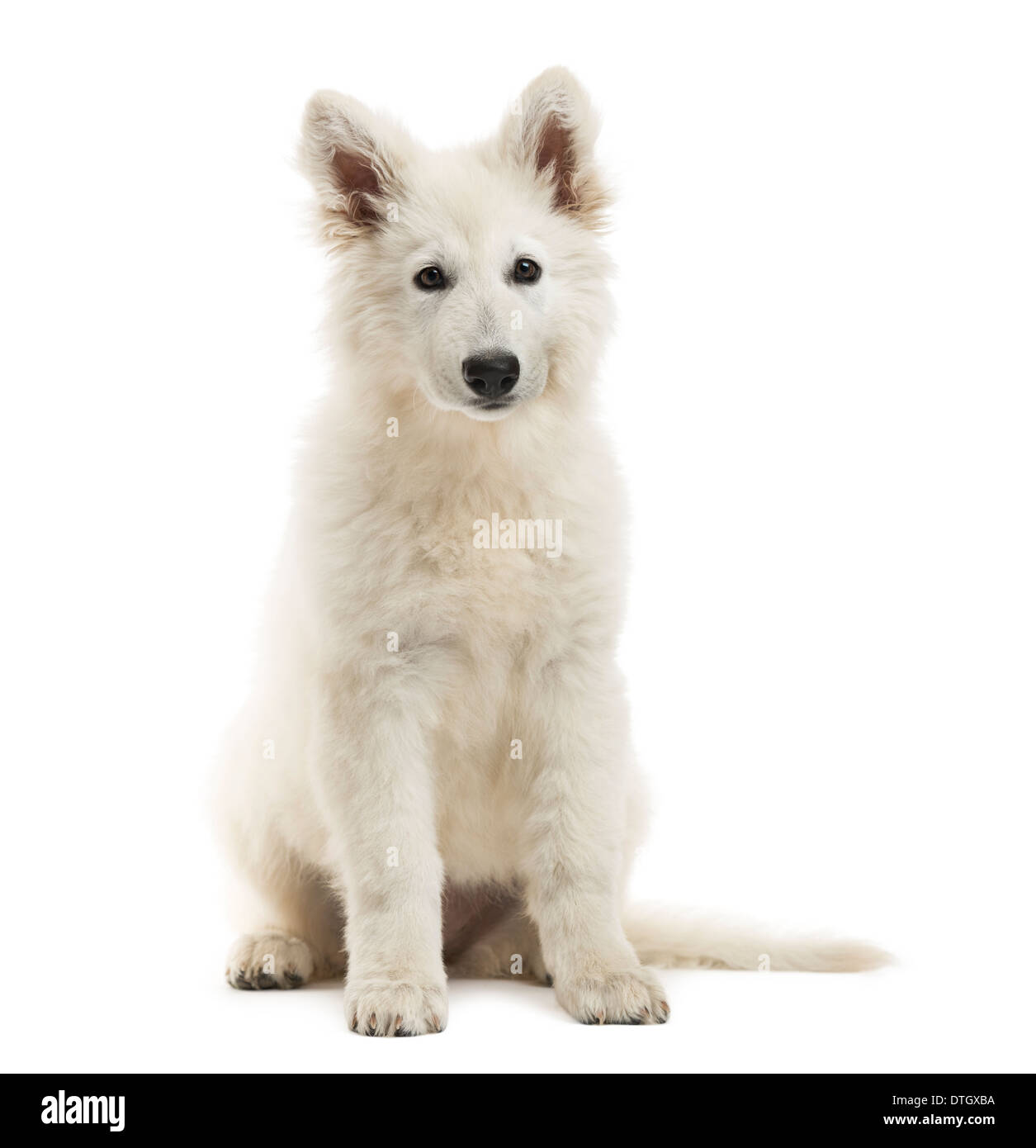 Cachorro de perro de pastor suizo sentado, mirando a la cámara, de 3 meses  de edad, contra el fondo blanco Fotografía de stock - Alamy