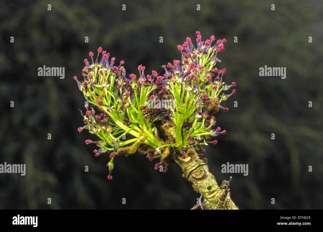 Las flores del árbol [ASH FRAXINUS ] EN PRIMAVERA Foto de stock