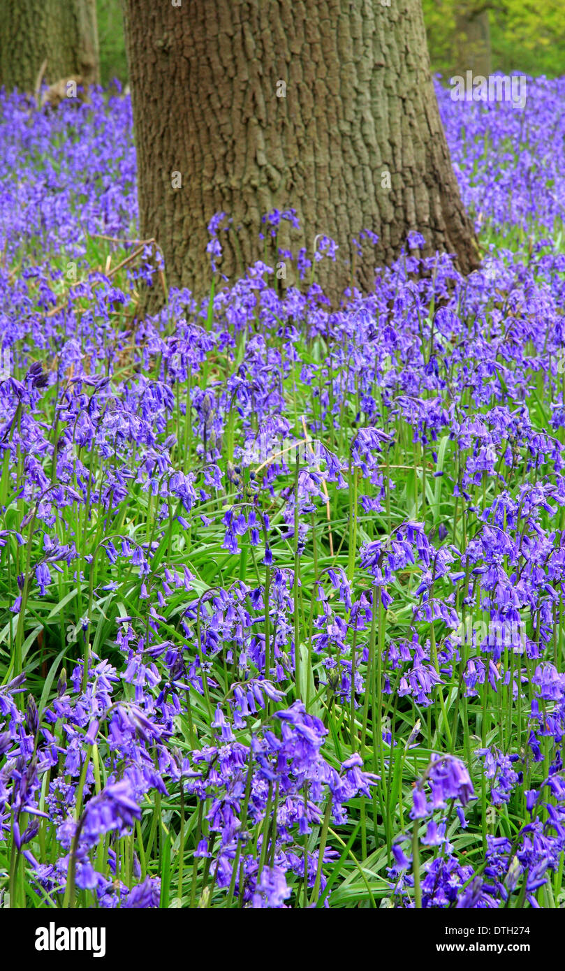 Las campánulas azules nativo británico (Hyacinthoides non-scripta) en un antiguo bosque caducifolio en Inglés - Madera, Warwickshre Ryton, Reino Unido - Mayo Foto de stock