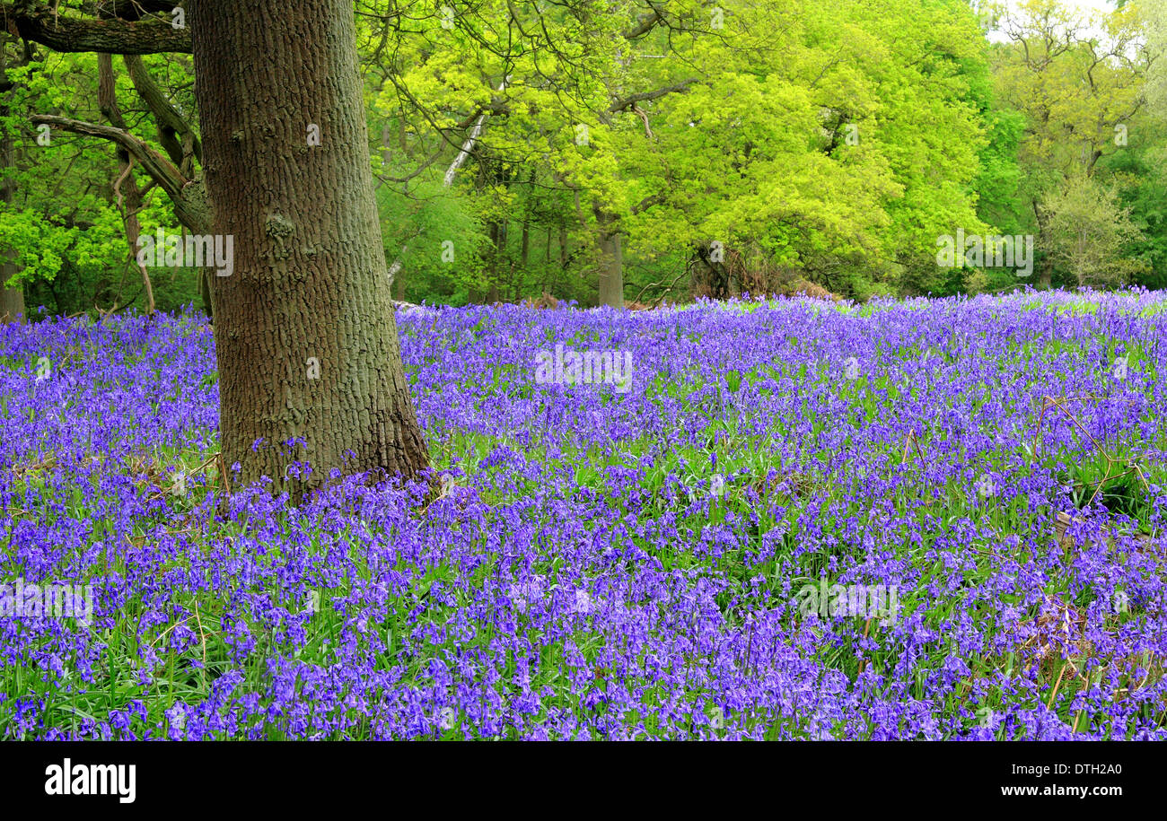 Las campánulas azules nativo británico (Hyacinthoides non-scripta) en un antiguo bosque caducifolio inglés -madera de Ryton, Warwickshire, REINO UNIDO - Mayo Foto de stock