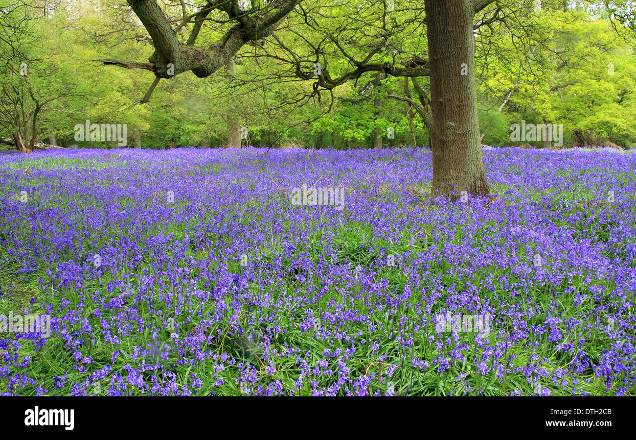 Las campánulas azules nativo británico (Hyacinthoides non-scripta) en un antiguo bosque caducifolio en Inglés - Madera de Ryton, Warwickshire, REINO UNIDO - Mayo Foto de stock