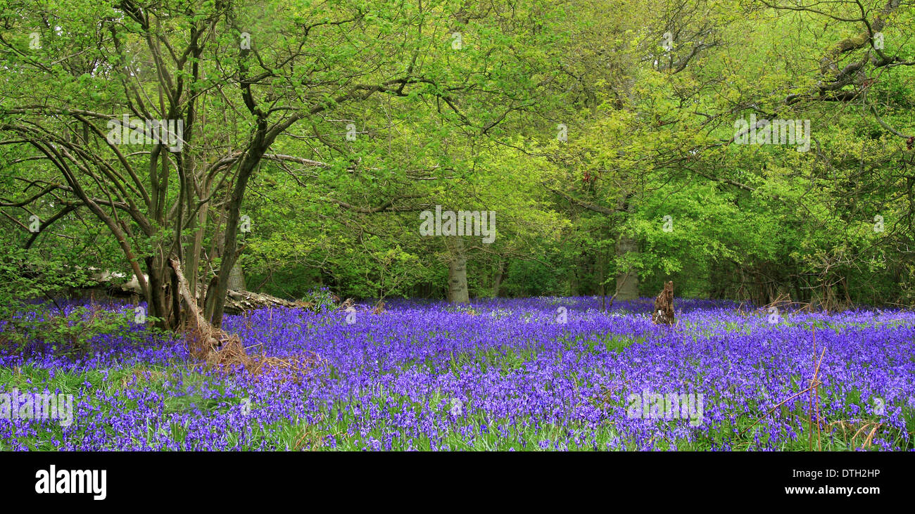 Las campánulas azules nativo británico (Hyacinthoides non-scripta) en un antiguo bosque caducifolio en Inglés - Madera de Ryton, Warwickshire, REINO UNIDO - Mayo Foto de stock