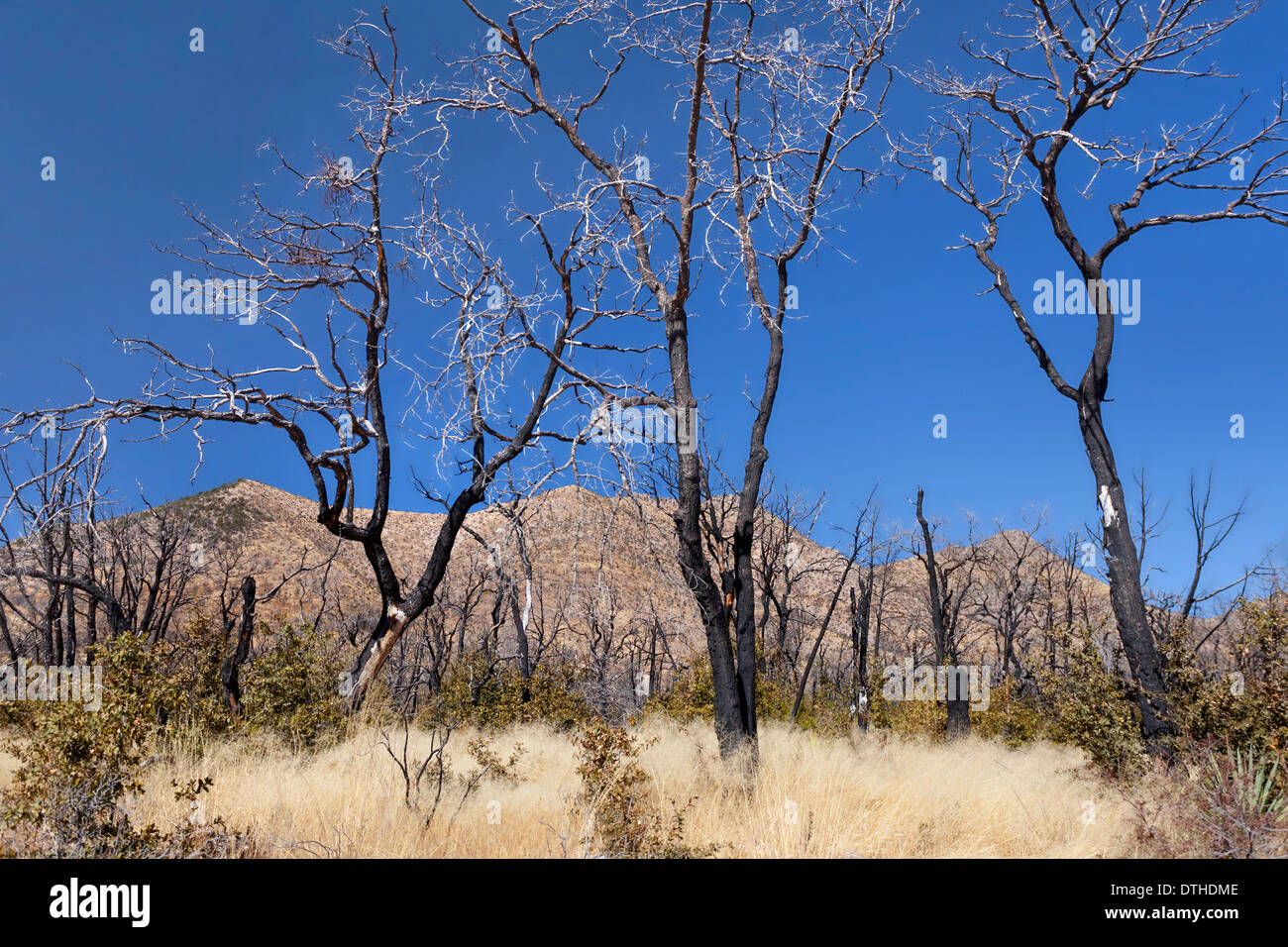 Quemaron los árboles en las montañas de Chiricahua en Arizona después de un incendio forestal no Foto de stock