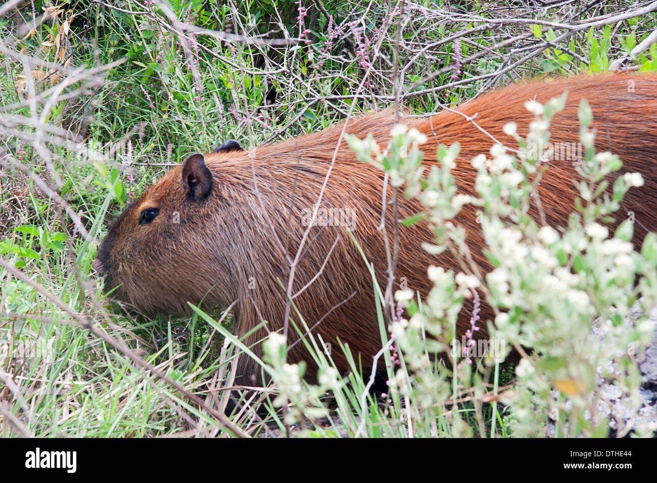 Carpincho or capybara in el palmar national park fotografías e imágenes de  alta resolución - Alamy