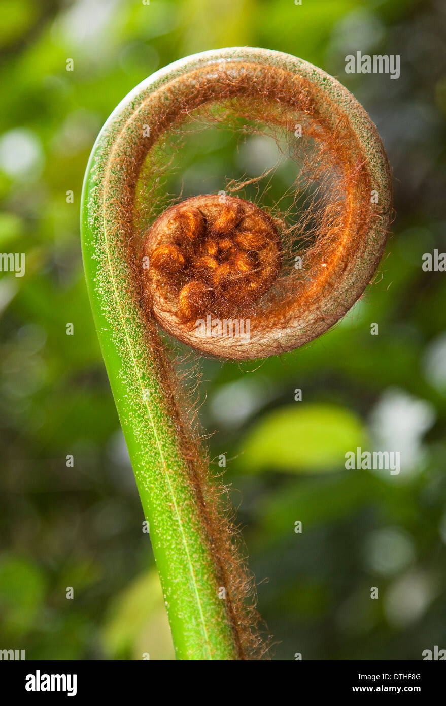 Develando Fiddlehead fronda de helecho, Borneo, Malasia Foto de stock