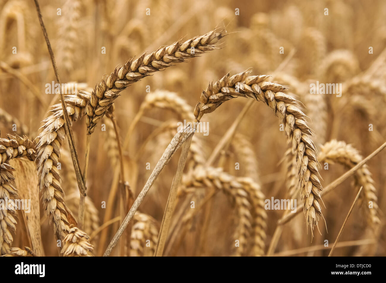 Cerca de las orejas de trigo en un campo Foto de stock