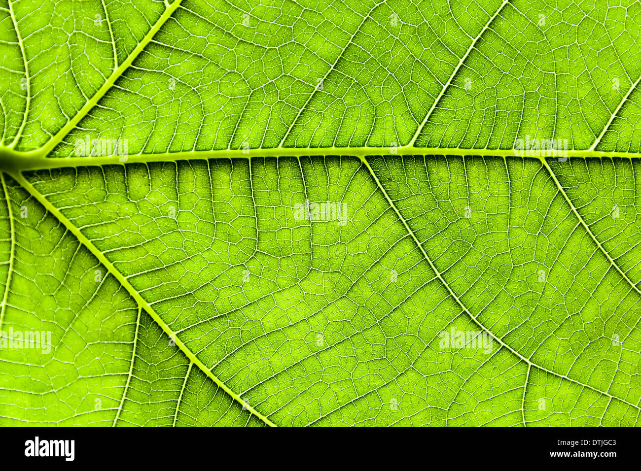 Hojas verdes de una higuera Foto de stock