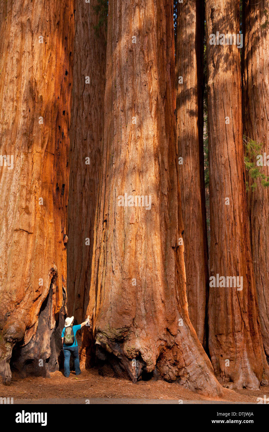Mujer mirando hacia arriba a la altura de los árboles redwood Sequoia National Park en California, Estados Unidos de América EE.UU. Foto de stock