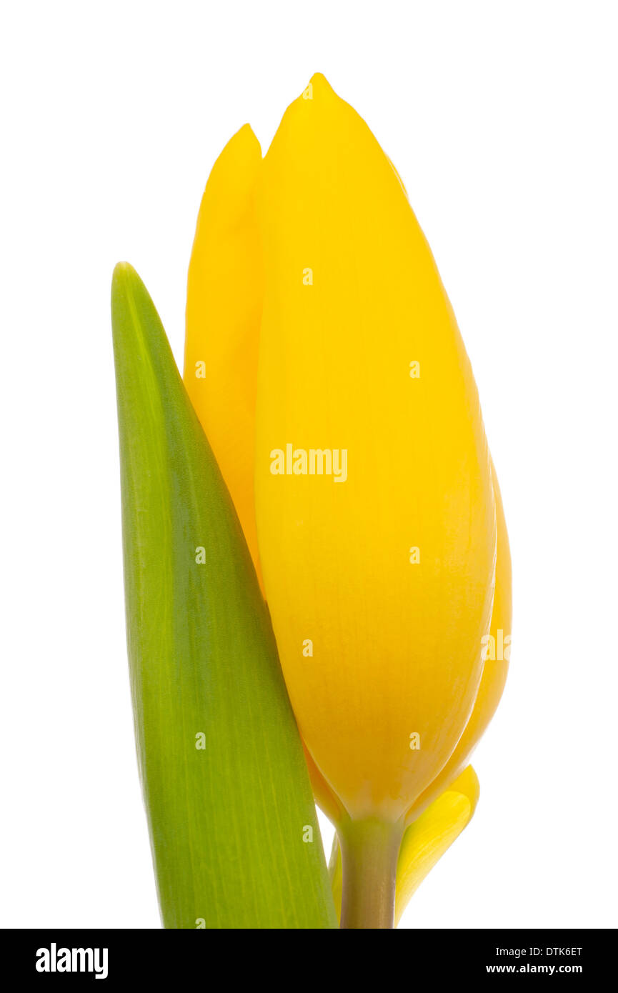 Dutch tulipán amarillo aislado en blanco Foto de stock