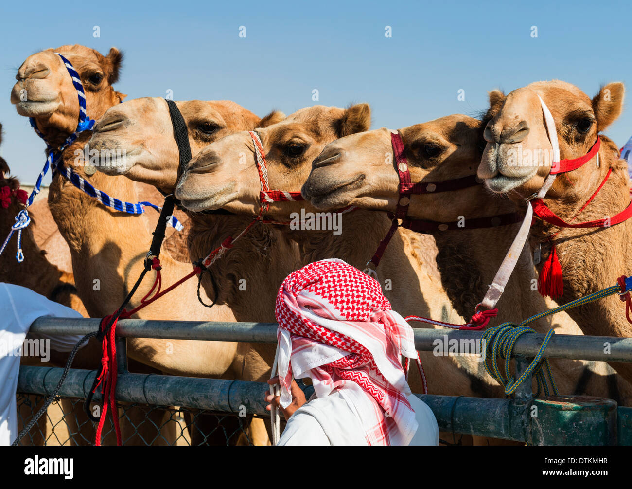 Las carreras de camellos en Dubai, las carreras de camellos en Al Club Marmoum en Dubai, Emiratos Árabes Unidos Foto de stock