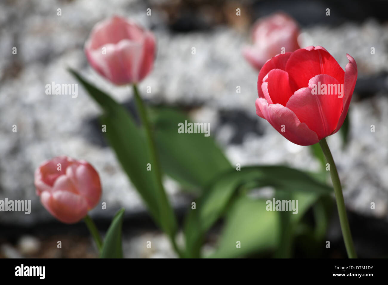 Tulipanes rojos tulipanes rosados en su enfoque, en el fondo, White Rock/cama de grava Foto de stock
