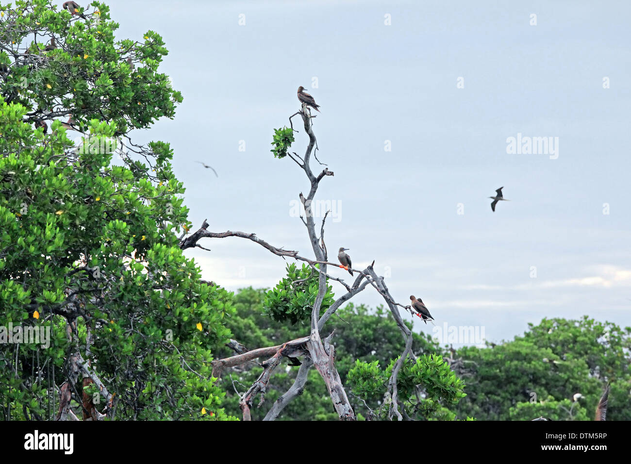 Los piqueros y manglares en boca de Bobos Los Roques Nat. Park Venezuela Foto de stock