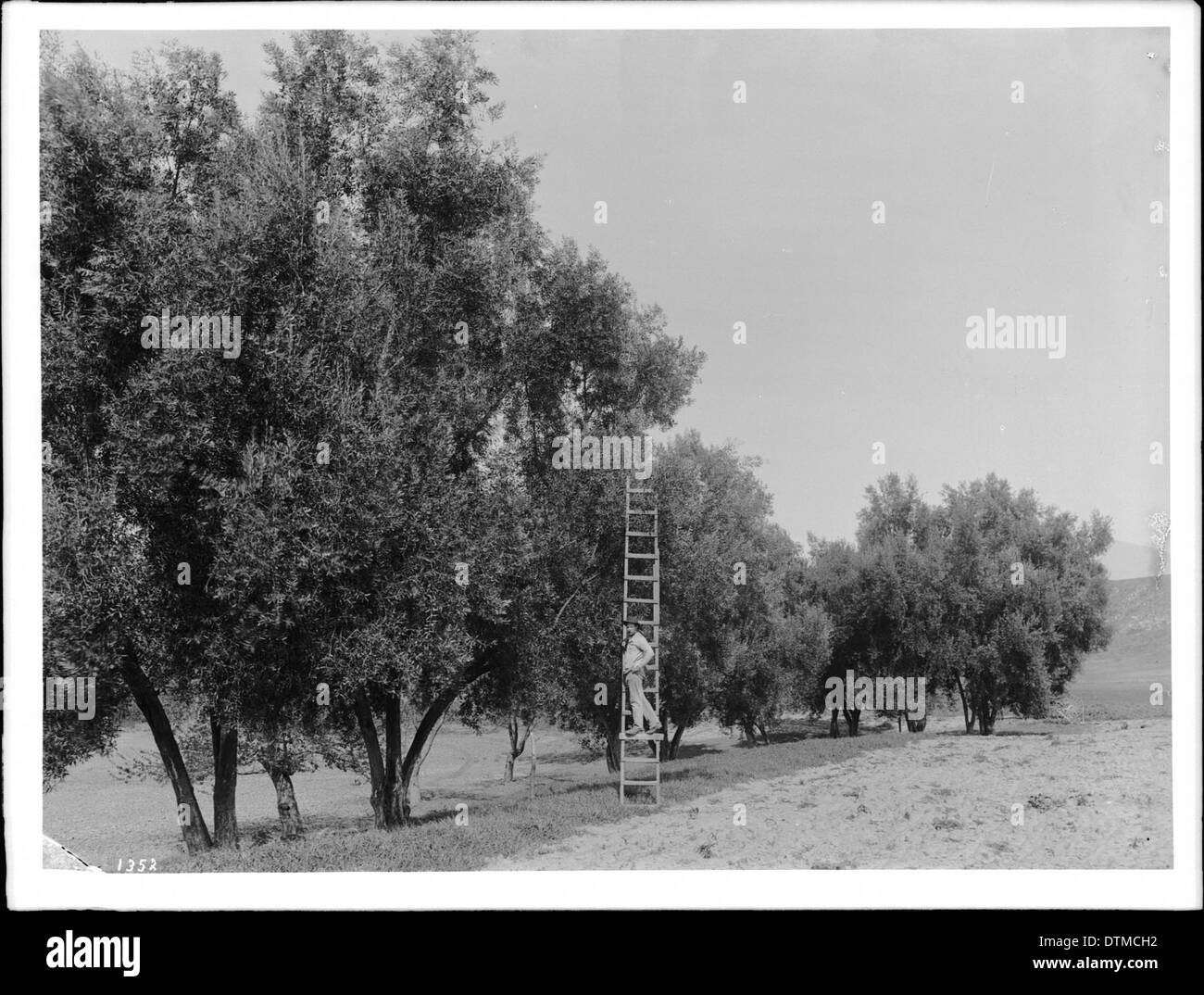 Trabajador de pie sobre una escalera adosada una de la docena de árboles en un olivar, El Toro, California (ca.1900 Foto de stock