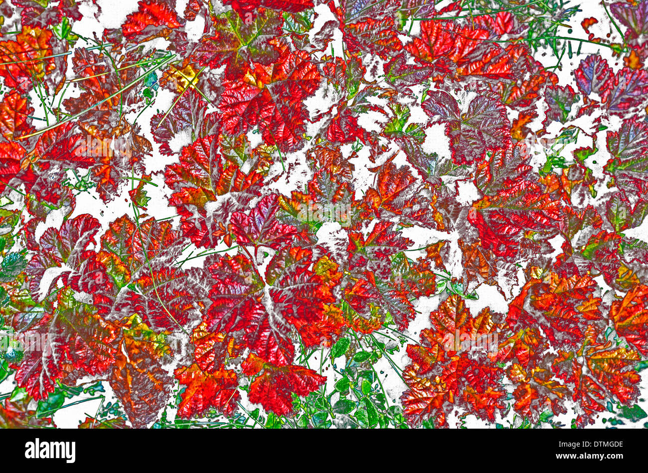 Una fotografía de coloridas hojas de otoño que han caído a la tierra ha sido alterada digitalmente para un llamativo efecto de artes gráficas. Foto de stock