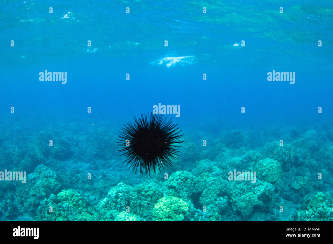 Criatura marina flotante submarino en Hawai Foto de stock