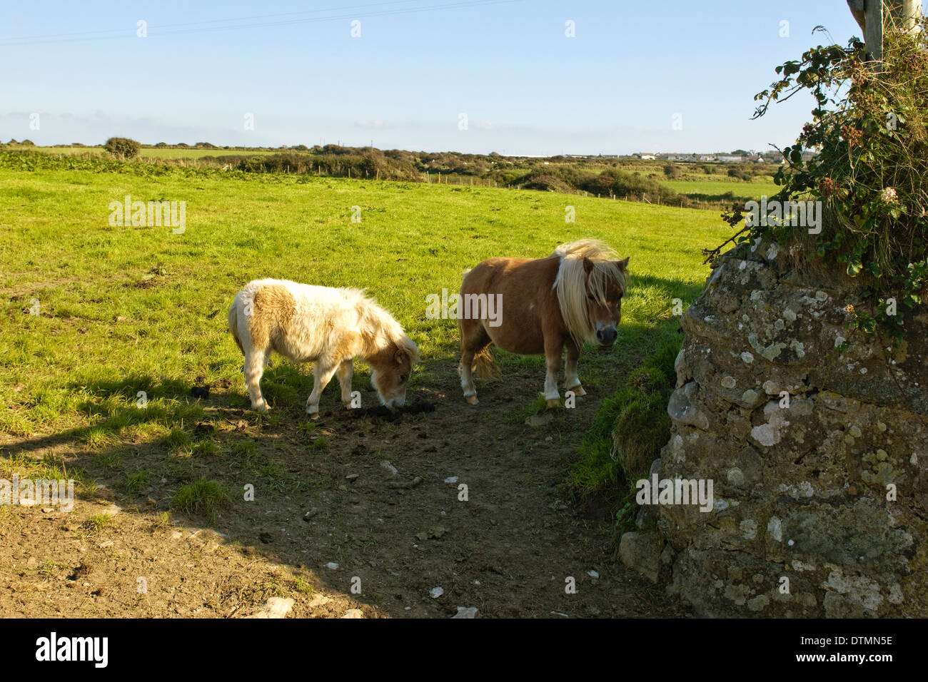Welsh ponis, mare y colt Foto de stock