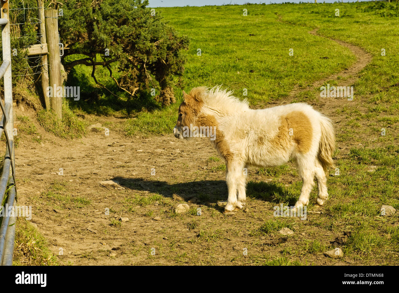 Welsh ponis, mare y colt Foto de stock