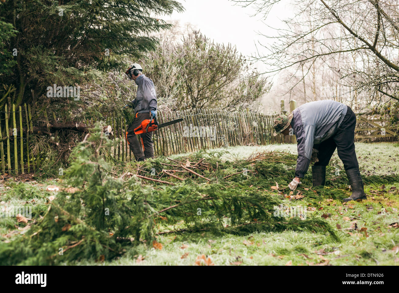 Jardineros profesionales de la poda de árboles. Foto de stock